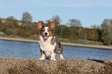 CORGI CARDIGAN 260